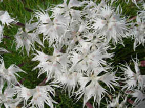 Dianthus arenarius